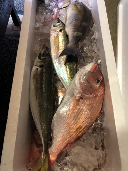 鯛沢山入荷してます