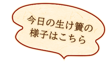 今日の生け簀の様子はこちら